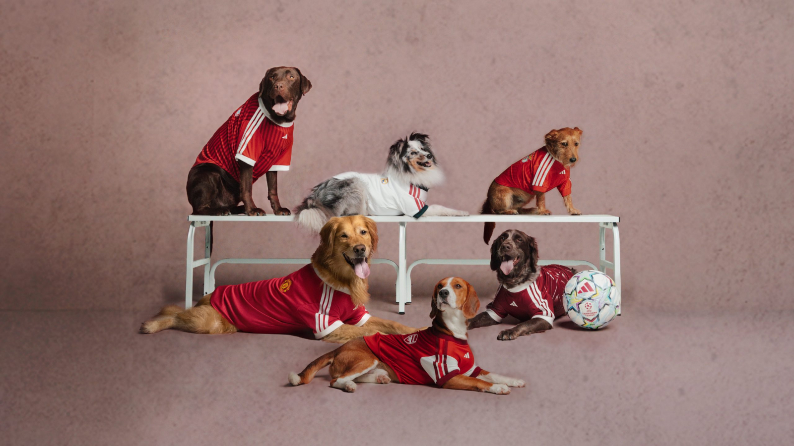 Mascotas luciendo prendas y accesorios de la adidas Club Pet Collection inspirados en algunos de los clubes de fútbol más emblemáticos del mundo.